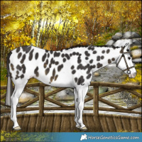 Horse Color:Buckskin Splash Leopard 
