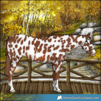 Horse Color:Chestnut Near Leopard