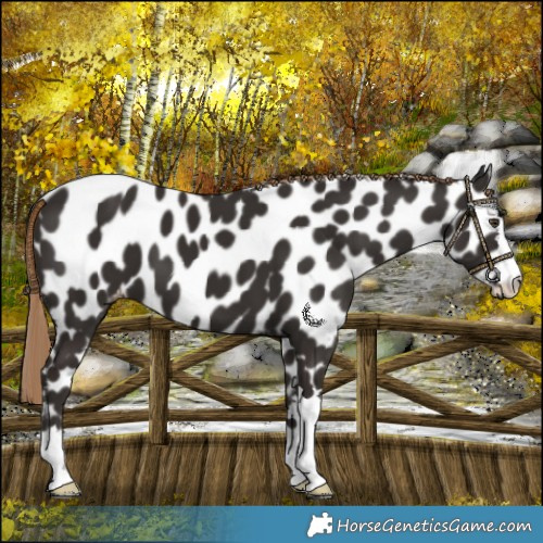 Horse Color:Liver Chestnut Leopard 