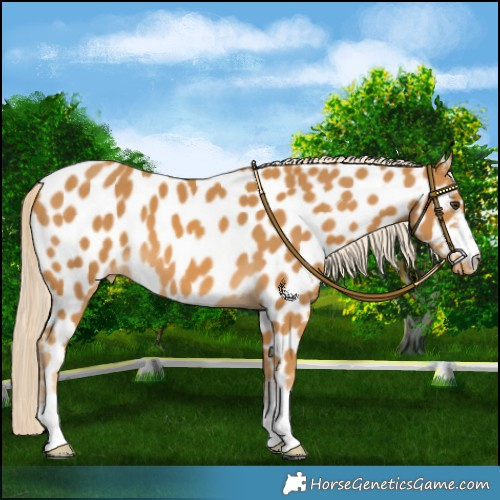 Horse Color:Palomino Near Leopard 