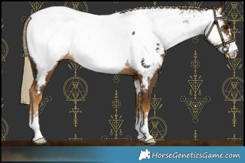 Horse Color:Chocolate Palomino Near Fewspot 