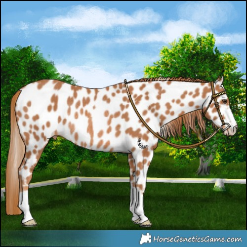 Horse Color:Chestnut Leopard Rabicano 