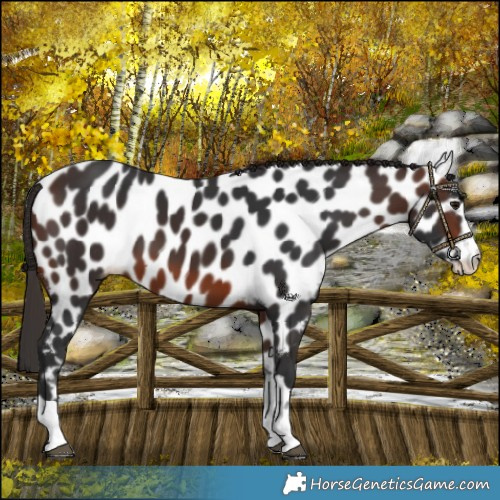 Horse Color:Brown Leopard
