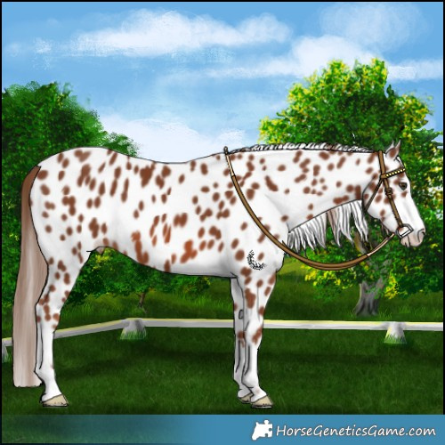 Horse Color:Chestnut Leopard 