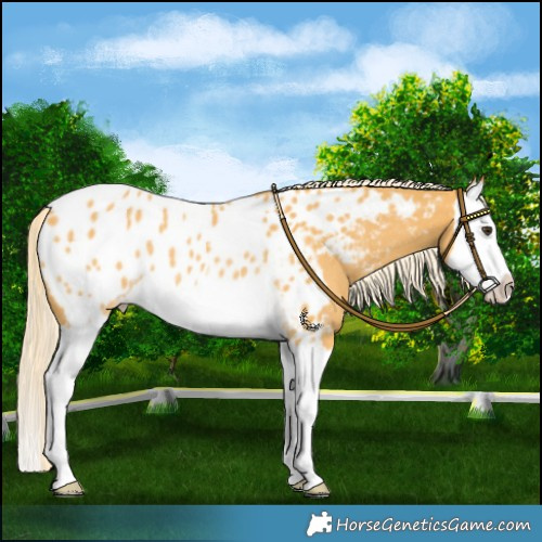 Horse Color:Palomino Splash Near Leopard Rabicano 