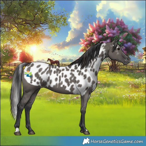 Horse Color:Grullo Skewed Appaloosa