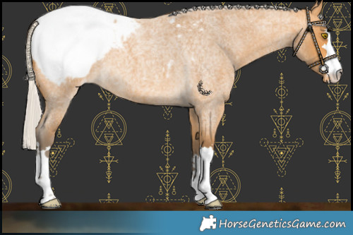 Horse Color:Silver Buckskin Roan Snowcap 