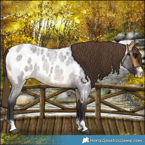 Horse Color:Buckskin Roan Blanket 