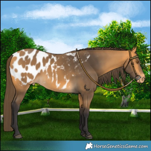 Horse Color:Buckskin Blanket 