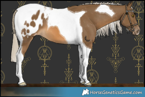 Horse Color:Chocolate Palomino Tobiano Blanket