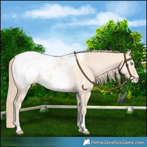 Horse Color:Perlino Appaloosa 