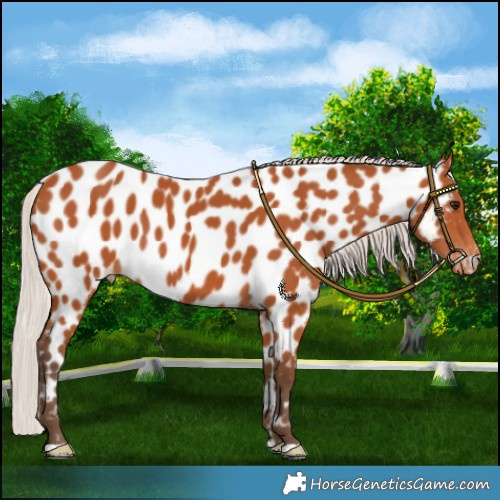 Horse Color:Silver Bay Near Leopard