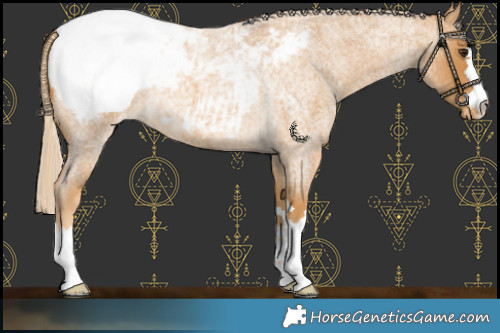 Horse Color:Palomino Roan Snowcap
