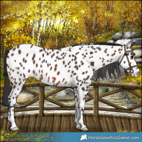 Horse Color:Brown Near Leopard 