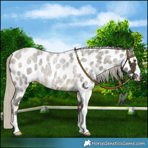 Horse Color:Silver Buckskin Roan Leopard 