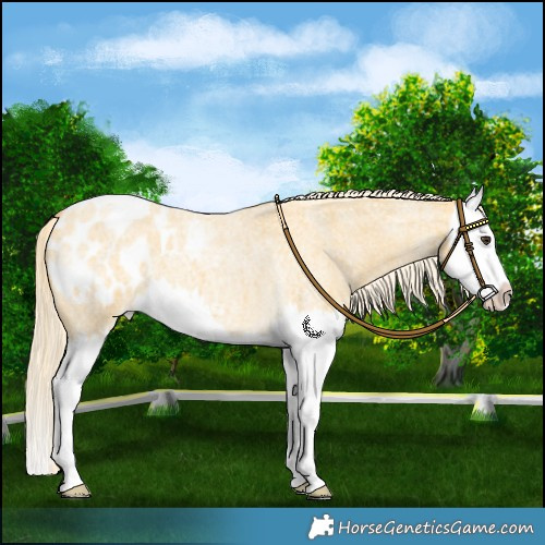 Horse Color:Palomino Roan Splash Blanket 