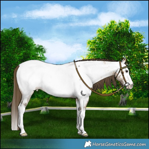 Horse Color:Buckskin Roan Splash Near Fewspot