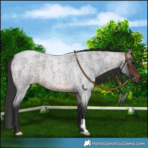 Horse Color:Brown Roan 