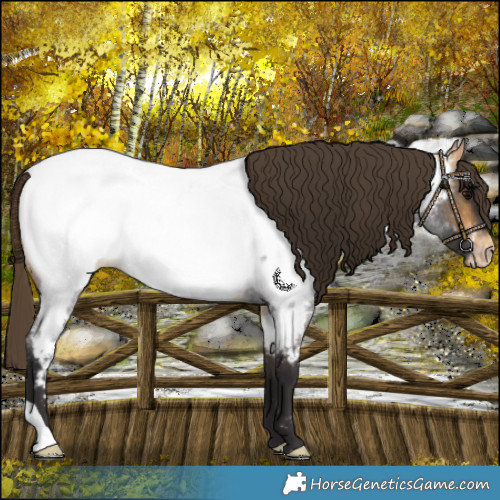Horse Color:Buckskin Roan Near Fewspot 