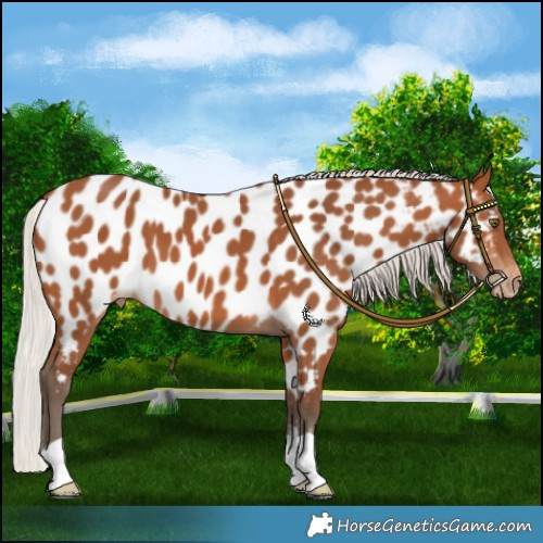 Horse Color:Silver Bay Near Leopard 