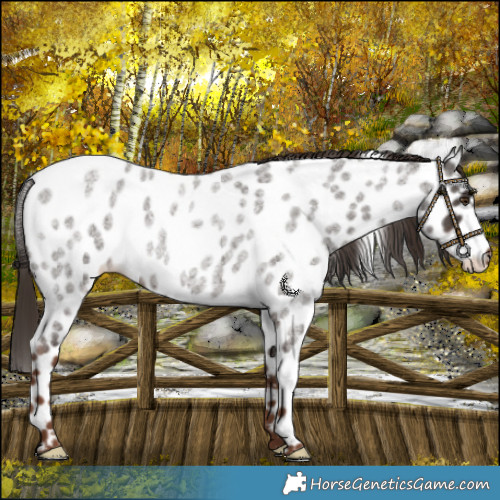 Horse Color:Liver Red Roan Near Leopard