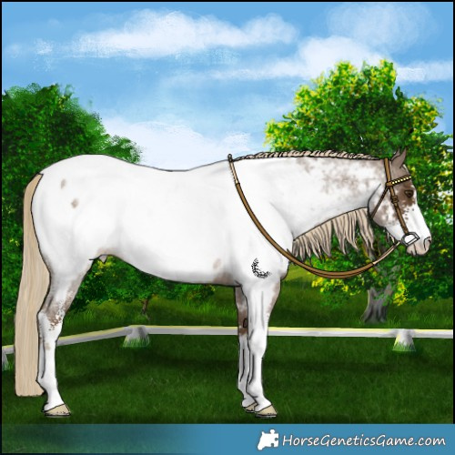 Horse Color:Chocolate Palomino Roan Sabino Appaloosa 