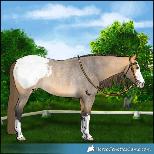 Horse Color:Buckskin Roan Snowcap Rabicano 