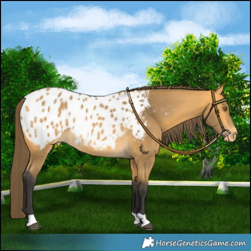 Horse Color:Buckskin Appaloosa Rabicano