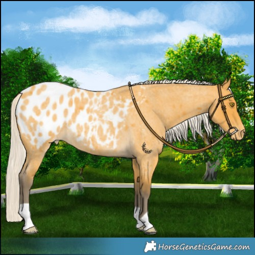 Horse Color:Silver Buckskin Roan Blanket 