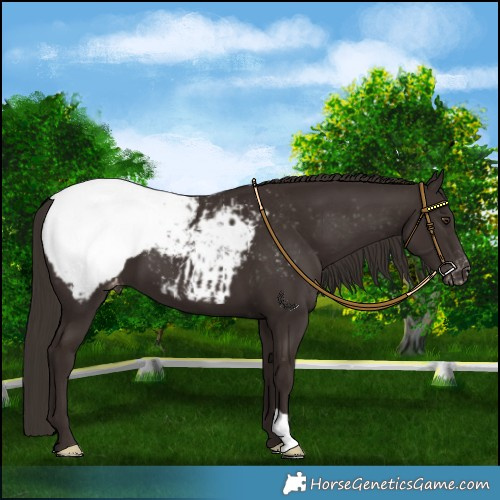 Horse Color:Liver Chestnut Appaloosa 