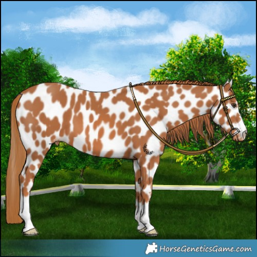 Horse Color:Chestnut Leopard