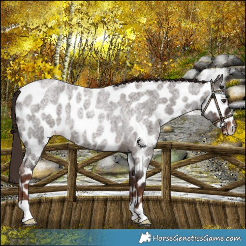 Horse Color:Liver Red Roan Leopard 