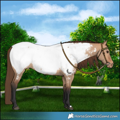 Horse Color:Bay Dun Near Fewspot 