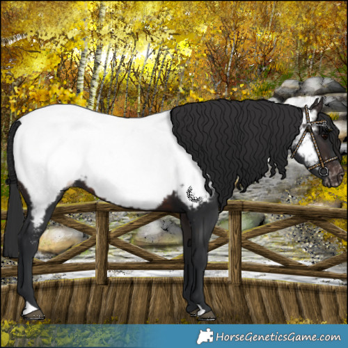 Horse Color:Brown Near Fewspot
