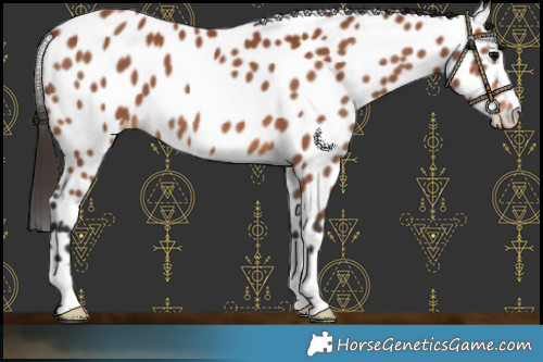 Horse Color:Bay Leopard