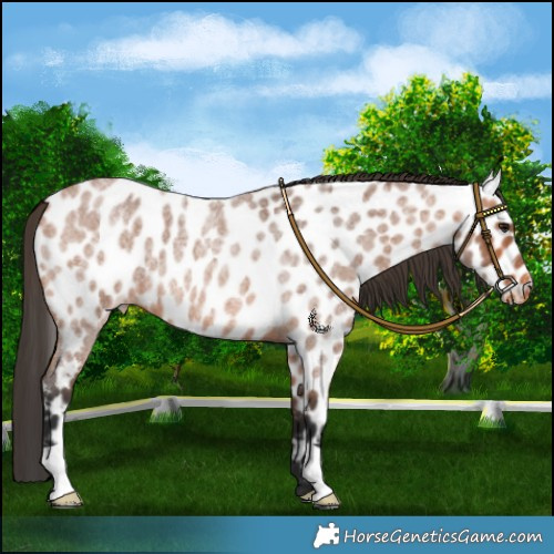 Horse Color:Bay Roan Leopard 