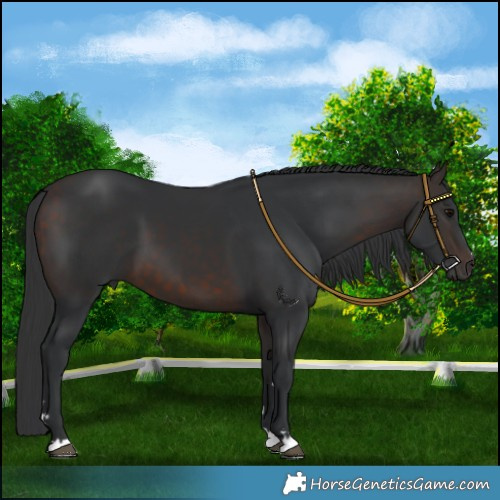 Horse Color:Brown 