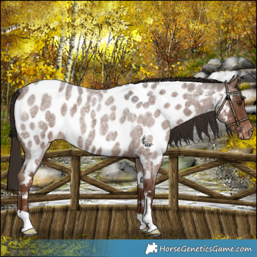 Horse Color:Liver Red Roan Near Leopard