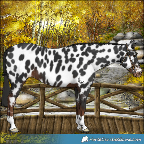 Horse Color:Liver Chestnut Near Leopard