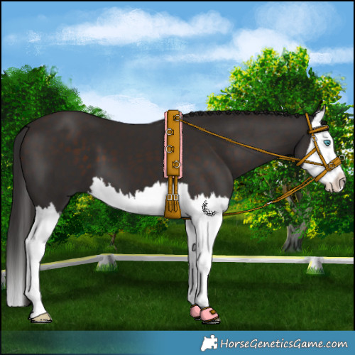 Horse Color:Liver Chestnut Splash 