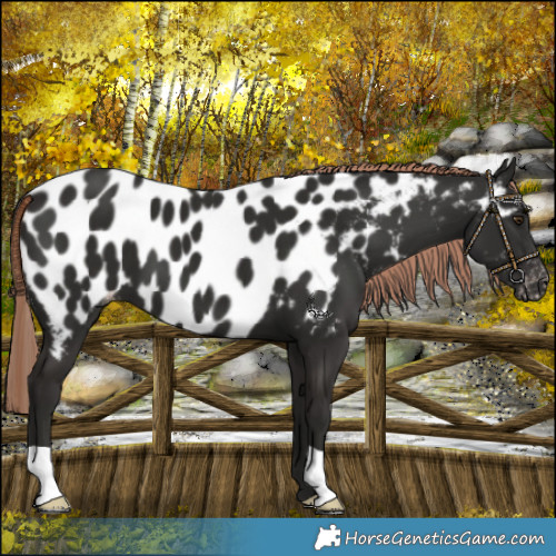 Horse Color:Liver Chestnut Near Leopard