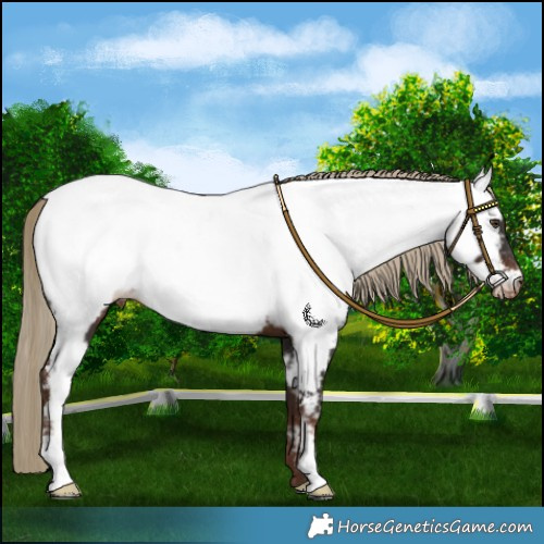 Horse Color:Liver Chestnut Appaloosa Rabicano 