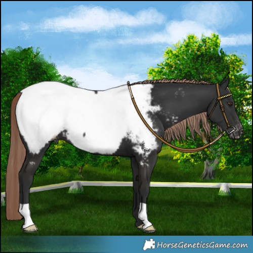 Horse Color:Liver Chestnut Near Fewspot