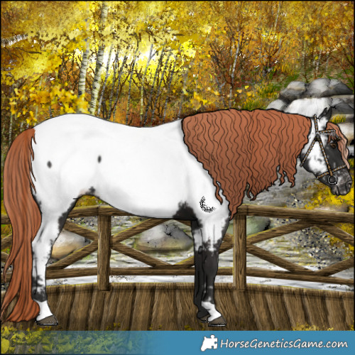 Horse Color:Liver Chestnut Near Fewspot