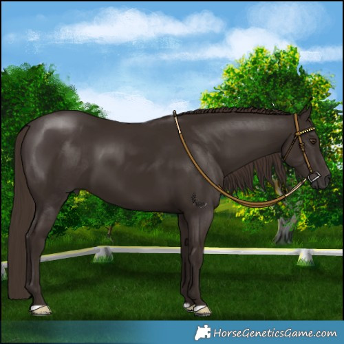 Horse Color:Liver Chestnut 