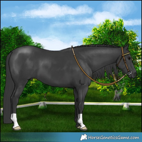 Horse Color:Black 