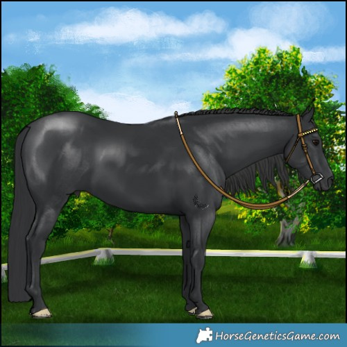 Horse Color:Black 