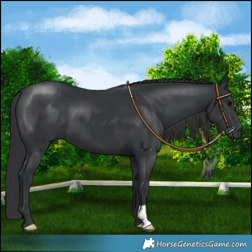 Horse Color:Black 