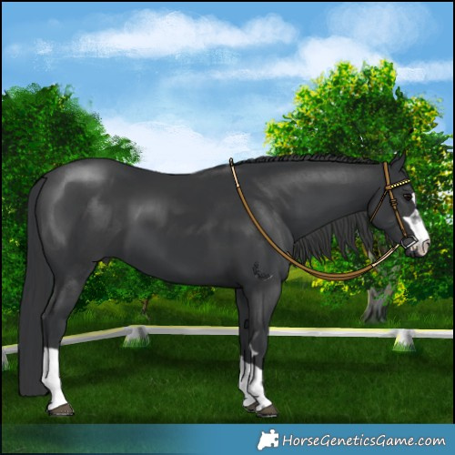 Horse Color:Black 