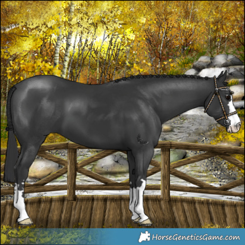 Horse Color:Black 
